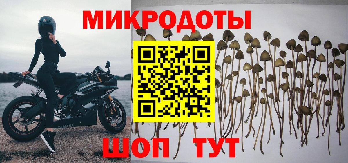 Зеленокумск  Псилоцибиновые грибы Cubensis  Вход с VPN 
